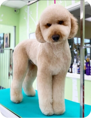 After haircut dog image