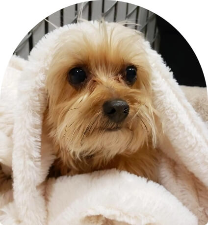 Boarding service thumbnail