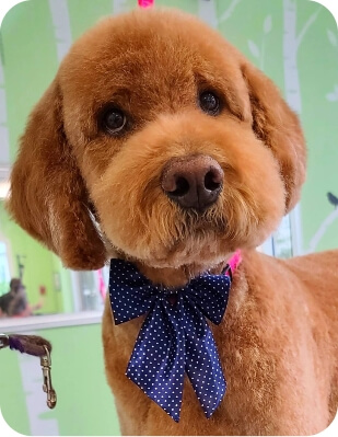 Dog looks like staff toy image