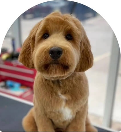 Grooming service thumbnail