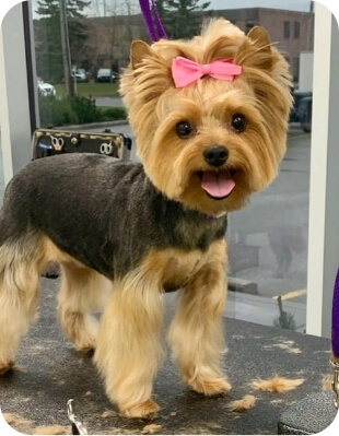 Kity dog with pink band image