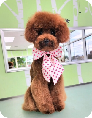 Little dog with cute hairs image