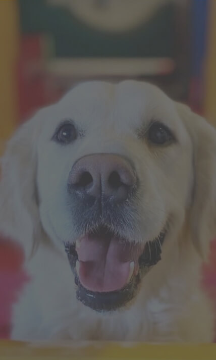 While smiley dog sm image