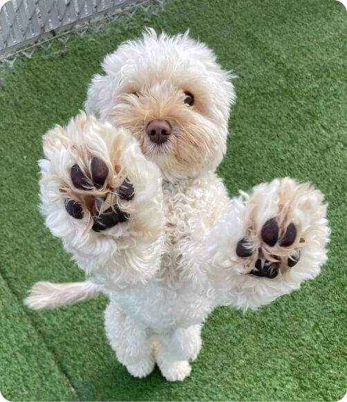 10 day flexible pass image