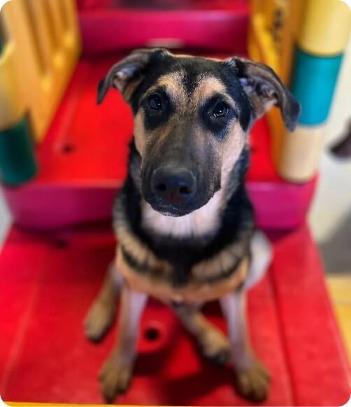 20 day pass dog image