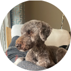 Bringing freddie image