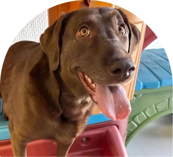 Brown dog hero image