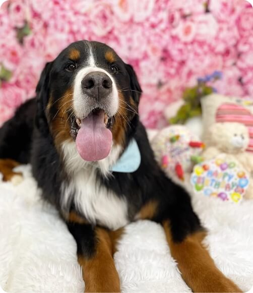 Brown dog side image