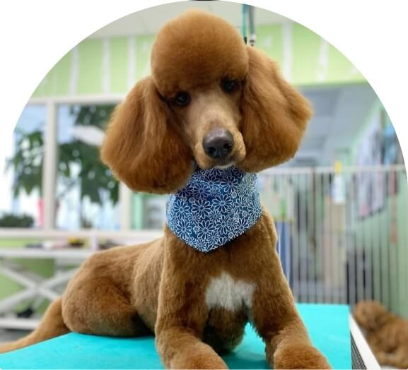 Cute dog with puffy hairs hero image