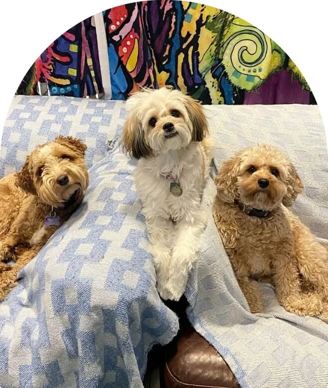 Cute group of three dogs image