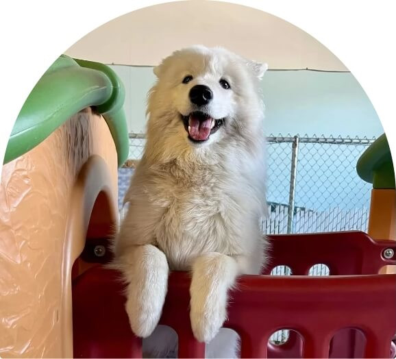 Cute white dog buy pass hero image