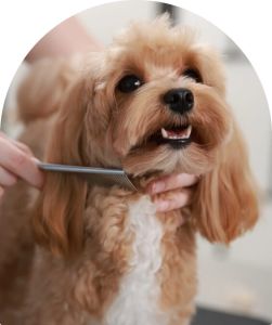 Demo blog cute puppy image 251x300