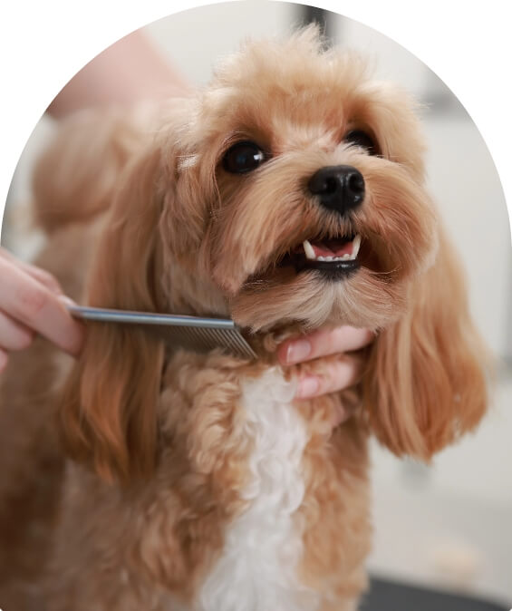 Demo blog cute puppy image