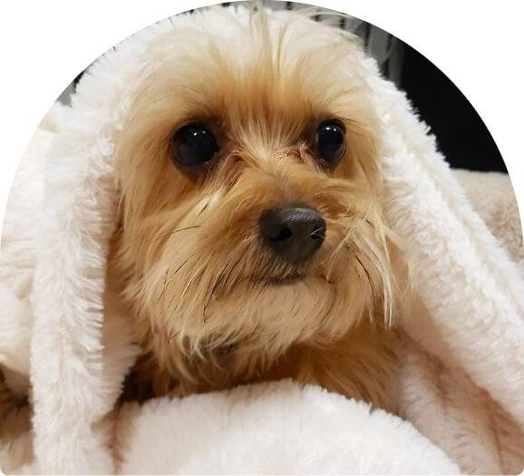 Dog boarding cute puffy hero image