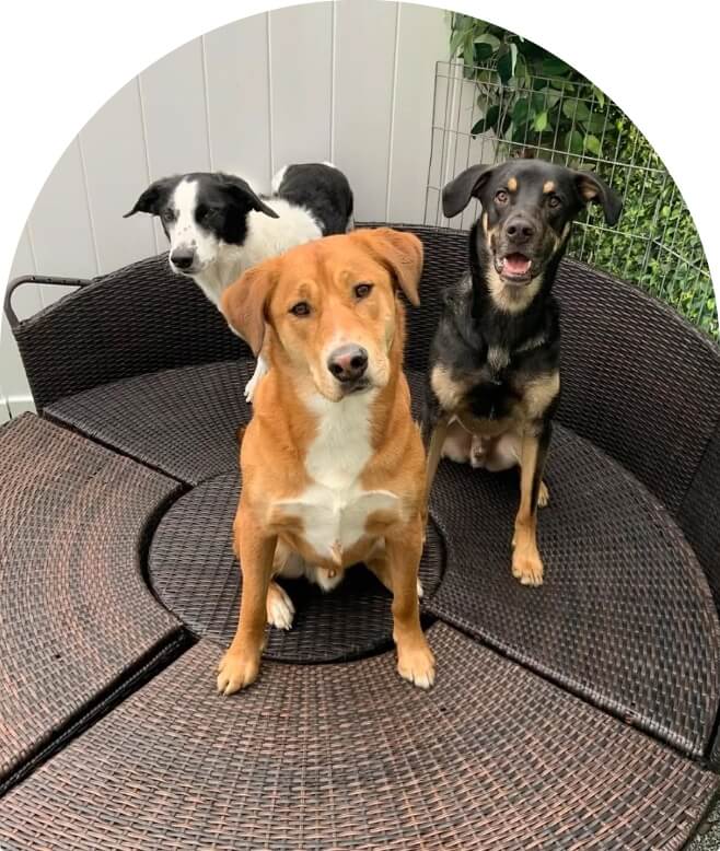 Group of three dog in safest enviroment image