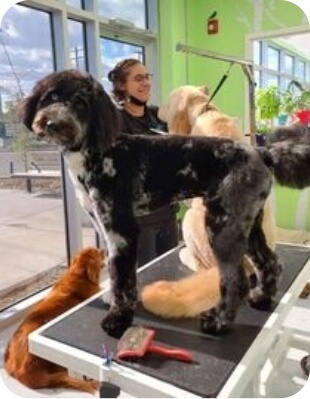 Kelly cute dog bio image