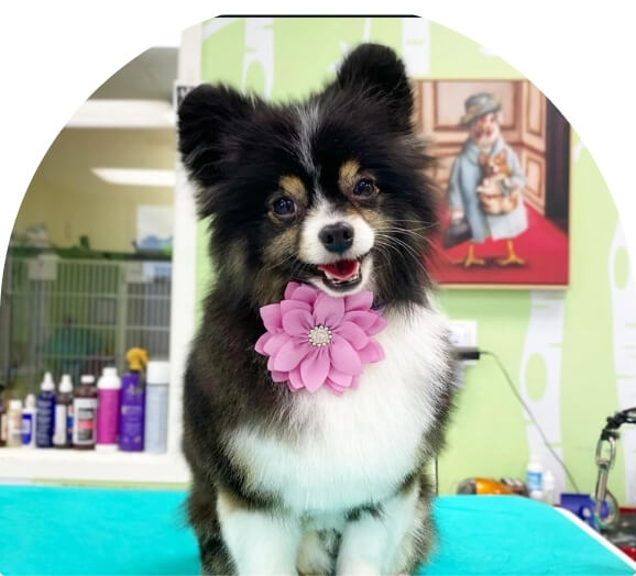 Meet our groomers hero image