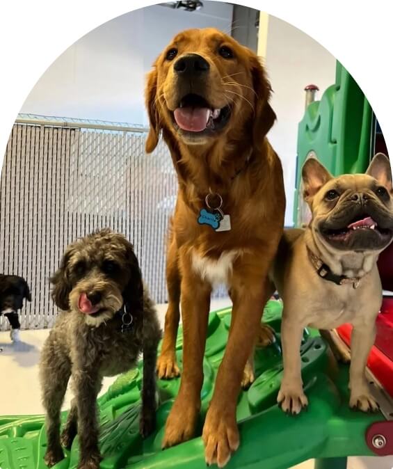 New level daycare dogs image