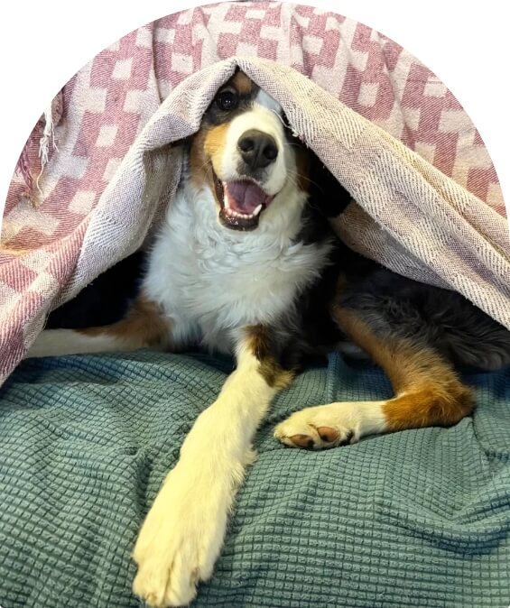 Overnight packpro dog image